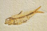 Pair Of Fossil Fish (Knightia) - Wyoming #320423-2